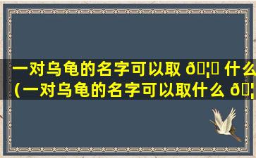 一对乌龟的名字可以取 🦉 什么（一对乌龟的名字可以取什么 🦁 名字好听）